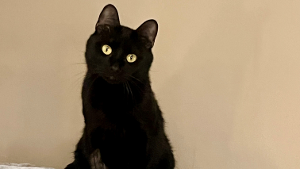 Lost Pet: Shadow