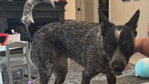 Lost Pet: Luna