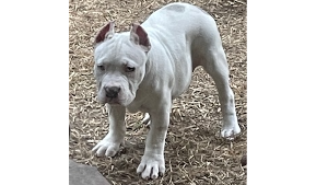 Lost Pet: Mack