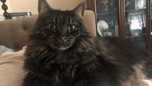 Lost Pet: Gradon