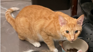 Lost Pet: Dexter