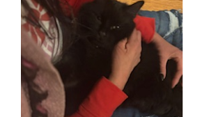 Lost Pet: Zorro