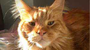 Lost Pet: Merlin