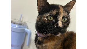 Lost Pet: KitKat