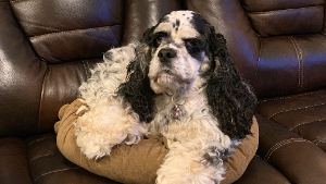 Lost Pet: Abby