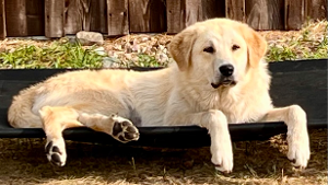 Lost Pet: Adira