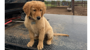 Lost Pet: Marley Mae