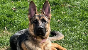Lost Pet: Harley