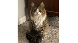 Lost Pet: Mini-Me