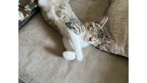 Lost Pet: Otis