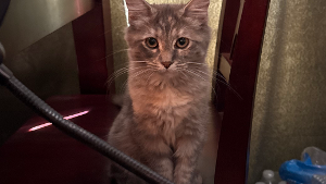 Lost Pet: Anastasia
