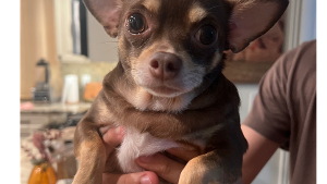 Lost Pet: Daisy