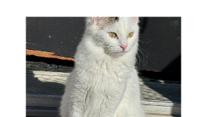 Lost Pet: Uno