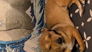 Lost Pet: Comet