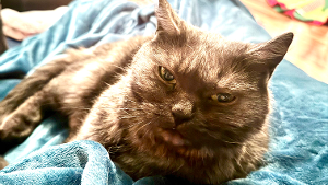 Lost Pet: Nimbus