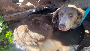 Lost Pet: Riah