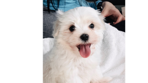 Lost Pet: Taro