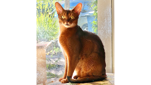 Lost Pet: Lily