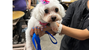 Lost Pet: Chloe