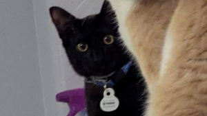 Lost Pet: Rascal