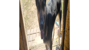 Lost Pet: Ginny