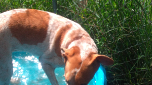 Lost Pet: SKY