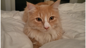 Lost Pet: Rye
