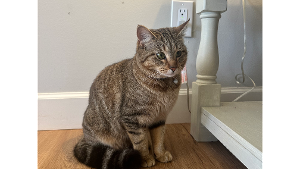 Lost Pet: Molly