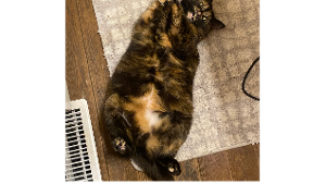 Lost Pet: Moxlie