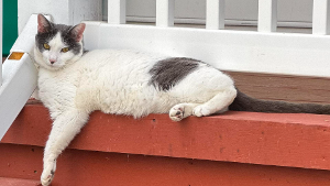 Lost Pet: Astro