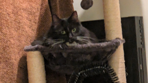 Lost Pet: Kikeo (Kiki)