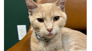 Lost Pet: Axel