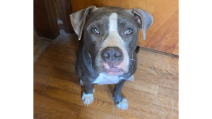 Lost Pet: SAPPHIRE