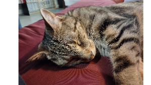 Lost Pet: Honda Del Sol