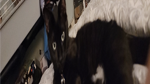 Lost Pet: Delilah