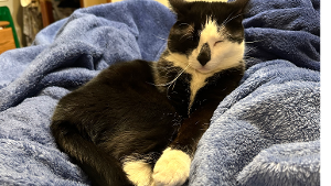 Lost Pet: Loki