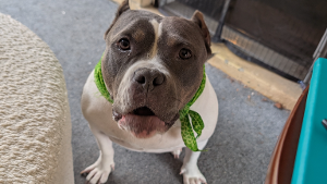 Lost Pet: Hippo