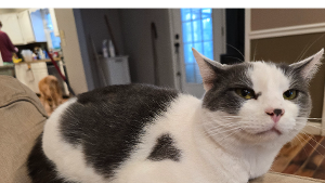 Lost Pet: Greg