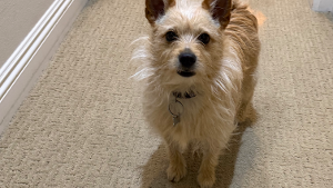 Lost Pet: Coco