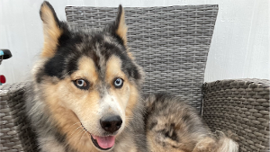 Lost Pet: Rocky