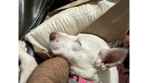 Lost Pet: Tinker