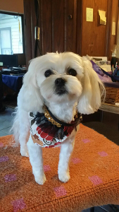Lost Pet: Bailey