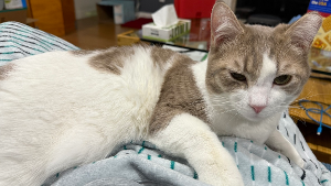 Lost Pet: Cheddar