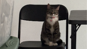 Lost Pet: Poppy