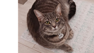 Lost Pet: Loki