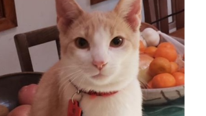 Lost Pet: Tigger