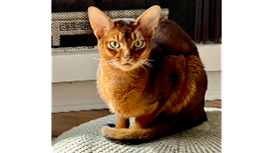 Lost Pet: Phoenix