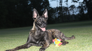 Lost Pet: Zeus Oxendine