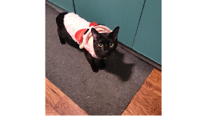 Lost Pet: Luca