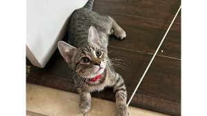 Lost Pet: Rambo